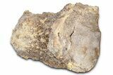 Fossil Mosasaur (Platecarpus?) Vertebra - Kansas #382066-1
